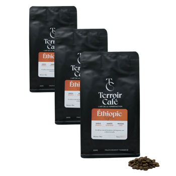 Terroir Cafe Café En Grains - Éthiopie, Nyala 250G - Pack 3 × Grains Pochette 250 g