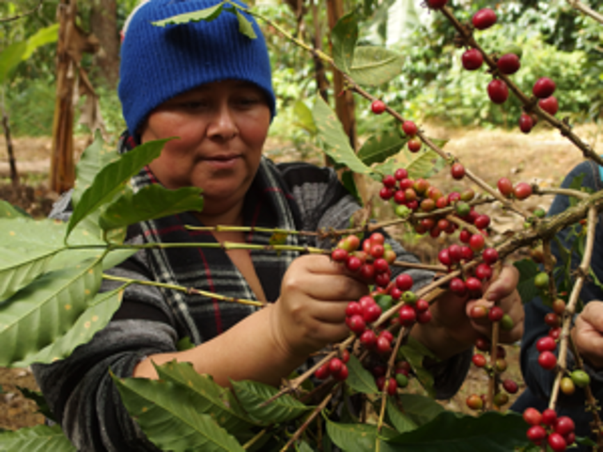 L'histoire de Café Chavalo