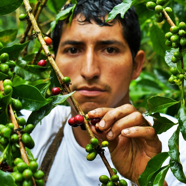 La storia di Caffè Gioia