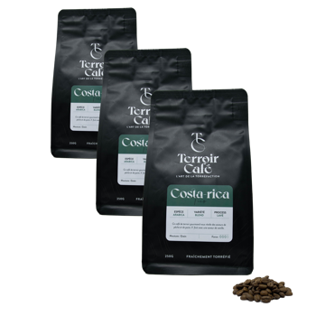 Terroir Cafe Café En Grains - Costa Rica, Tico 250G - Pack 3 × Grains Pochette 250 g