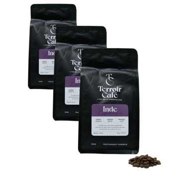 Terroir Cafe Café En Grains - Inde, Kusha 250G - Pack 3 × Grains Pochette 250 g